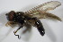  (Meligramma cingulata - DIP 02683)  @11 [ ] CreativeCommons - Attribution Non-Commercial Share-Alike (2015) Unspecified SNSB, Zoologische Staatssammlung Muenchen