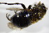  ( - DIP 02742)  @11 [ ] CreativeCommons - Attribution Non-Commercial Share-Alike (2015) Unspecified SNSB, Zoologische Staatssammlung Muenchen