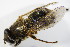  ( - DIP 02745)  @11 [ ] CreativeCommons - Attribution Non-Commercial Share-Alike (2015) Unspecified SNSB, Zoologische Staatssammlung Muenchen