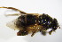  ( - DIP 02750)  @12 [ ] CreativeCommons - Attribution Non-Commercial Share-Alike (2015) Unspecified SNSB, Zoologische Staatssammlung Muenchen