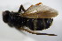  ( - DIP 02759)  @11 [ ] CreativeCommons - Attribution Non-Commercial Share-Alike (2015) Unspecified SNSB, Zoologische Staatssammlung Muenchen