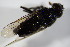  (Cheilosia aff. grisella - DIP 02820)  @12 [ ] CreativeCommons - Attribution Non-Commercial Share-Alike (2015) Unspecified SNSB, Zoologische Staatssammlung Muenchen