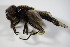  ( - DIP 02832)  @12 [ ] CreativeCommons - Attribution Non-Commercial Share-Alike (2015) Unspecified SNSB, Zoologische Staatssammlung Muenchen
