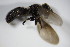  (Trichopsomyia joratensis - DIP_02837)  @12 [ ] CreativeCommons - Attribution Non-Commercial Share-Alike (2015) Unspecified SNSB, Zoologische Staatssammlung Muenchen