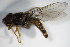  ( - DIP_02857)  @13 [ ] CreativeCommons - Attribution Non-Commercial Share-Alike (2015) Unspecified SNSB, Zoologische Staatssammlung Muenchen
