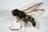  (Xanthogramma dives - DIP_02906)  @11 [ ] CreativeCommons - Attribution Non-Commercial Share-Alike (2015) Unspecified SNSB, Zoologische Staatssammlung Muenchen