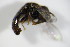  (Paragus aff. haemorrhous - DIP_02935)  @12 [ ] CreativeCommons - Attribution Non-Commercial Share-Alike (2015) Unspecified SNSB, Zoologische Staatssammlung Muenchen