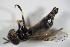  ( - DIP_02955)  @11 [ ] CreativeCommons - Attribution Non-Commercial Share-Alike (2015) Unspecified SNSB, Zoologische Staatssammlung Muenchen