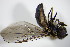  ( - DIP_02964)  @11 [ ] CreativeCommons - Attribution Non-Commercial Share-Alike (2015) Unspecified SNSB, Zoologische Staatssammlung Muenchen