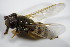  ( - DIP_02997)  @12 [ ] CreativeCommons - Attribution Non-Commercial Share-Alike (2015) Unspecified SNSB, Zoologische Staatssammlung Muenchen