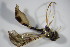  (Baccha obscuripennis - DIP 03052)  @12 [ ] CreativeCommons - Attribution Non-Commercial Share-Alike (2015) Unspecified SNSB, Zoologische Staatssammlung Muenchen