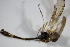  ( - DIP 03053)  @12 [ ] CreativeCommons - Attribution Non-Commercial Share-Alike (2015) Unspecified SNSB, Zoologische Staatssammlung Muenchen