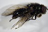  ( - DIP 03103)  @13 [ ] CreativeCommons - Attribution Non-Commercial Share-Alike (2015) Unspecified SNSB, Zoologische Staatssammlung Muenchen