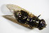  ( - DIP 03108)  @13 [ ] CreativeCommons - Attribution Non-Commercial Share-Alike (2015) Unspecified SNSB, Zoologische Staatssammlung Muenchen