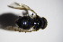  ( - DIP 03124)  @12 [ ] CreativeCommons - Attribution Non-Commercial Share-Alike (2015) Unspecified SNSB, Zoologische Staatssammlung Muenchen