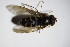  ( - DIP 03131)  @13 [ ] CreativeCommons - Attribution Non-Commercial Share-Alike (2015) Unspecified SNSB, Zoologische Staatssammlung Muenchen