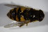  ( - DIP 03147)  @11 [ ] CreativeCommons - Attribution Non-Commercial Share-Alike (2015) Unspecified SNSB, Zoologische Staatssammlung Muenchen