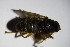  ( - DIP 03159)  @11 [ ] CreativeCommons - Attribution Non-Commercial Share-Alike (2015) Unspecified SNSB, Zoologische Staatssammlung Muenchen
