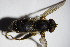  ( - DIP 03161)  @11 [ ] CreativeCommons - Attribution Non-Commercial Share-Alike (2015) Unspecified SNSB, Zoologische Staatssammlung Muenchen