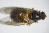  ( - DIP 03164)  @11 [ ] CreativeCommons - Attribution Non-Commercial Share-Alike (2015) Unspecified SNSB, Zoologische Staatssammlung Muenchen