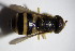  ( - DIP 03171)  @11 [ ] CreativeCommons - Attribution Non-Commercial Share-Alike (2015) Unspecified SNSB, Zoologische Staatssammlung Muenchen