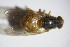  ( - DIP 03176)  @11 [ ] CreativeCommons - Attribution Non-Commercial Share-Alike (2015) Unspecified SNSB, Zoologische Staatssammlung Muenchen