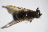  (Cheilosia scanica - DIP 03182)  @12 [ ] CreativeCommons - Attribution Non-Commercial Share-Alike (2015) Unspecified SNSB, Zoologische Staatssammlung Muenchen