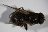  ( - DIP 03194)  @12 [ ] CreativeCommons - Attribution Non-Commercial Share-Alike (2015) Unspecified SNSB, Zoologische Staatssammlung Muenchen