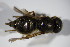  ( - DIP 03209)  @12 [ ] CreativeCommons - Attribution Non-Commercial Share-Alike (2015) Unspecified SNSB, Zoologische Staatssammlung Muenchen