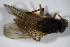  ( - DIP 03210)  @11 [ ] CreativeCommons - Attribution Non-Commercial Share-Alike (2015) Unspecified SNSB, Zoologische Staatssammlung Muenchen