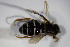  (Xanthogramma citrofasciatum A - DIP 03215)  @11 [ ] CreativeCommons - Attribution Non-Commercial Share-Alike (2015) Unspecified SNSB, Zoologische Staatssammlung Muenchen