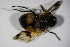  ( - DIP 03381)  @12 [ ] CreativeCommons - Attribution Non-Commercial Share-Alike (2015) Unspecified SNSB, Zoologische Staatssammlung Muenchen