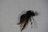  ( - DIP 03391)  @12 [ ] CreativeCommons - Attribution Non-Commercial Share-Alike (2015) Unspecified SNSB, Zoologische Staatssammlung Muenchen
