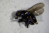  ( - DIP 03508)  @12 [ ] CreativeCommons - Attribution Non-Commercial Share-Alike (2015) Unspecified SNSB, Zoologische Staatssammlung Muenchen