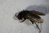  ( - DIP 03529)  @12 [ ] CreativeCommons - Attribution Non-Commercial Share-Alike (2015) Unspecified SNSB, Zoologische Staatssammlung Muenchen