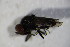  ( - DIP 03535)  @11 [ ] CreativeCommons - Attribution Non-Commercial Share-Alike (2015) Unspecified SNSB, Zoologische Staatssammlung Muenchen