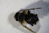  ( - DIP 04071)  @11 [ ] CreativeCommons - Attribution Non-Commercial Share-Alike (2015) Unspecified SNSB, Zoologische Staatssammlung Muenchen