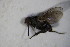  ( - DIP 04072)  @11 [ ] CreativeCommons - Attribution Non-Commercial Share-Alike (2015) Unspecified SNSB, Zoologische Staatssammlung Muenchen