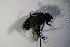  ( - DIP 04123)  @12 [ ] CreativeCommons - Attribution Non-Commercial Share-Alike (2015) Unspecified SNSB, Zoologische Staatssammlung Muenchen