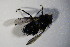  ( - DIP 04134)  @12 [ ] CreativeCommons - Attribution Non-Commercial Share-Alike (2015) Unspecified SNSB, Zoologische Staatssammlung Muenchen