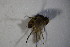  (Ceranthia samarensis - DIP 04153)  @12 [ ] CreativeCommons - Attribution Non-Commercial Share-Alike (2015) Unspecified SNSB, Zoologische Staatssammlung Muenchen