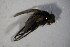  (Peribaea fissicornis - DIP 04158)  @12 [ ] CreativeCommons - Attribution Non-Commercial Share-Alike (2015) Unspecified SNSB, Zoologische Staatssammlung Muenchen
