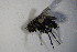  ( - DIP 04162)  @12 [ ] CreativeCommons - Attribution Non-Commercial Share-Alike (2015) Unspecified SNSB, Zoologische Staatssammlung Muenchen