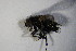  ( - DIP 04163)  @12 [ ] CreativeCommons - Attribution Non-Commercial Share-Alike (2015) Unspecified SNSB, Zoologische Staatssammlung Muenchen