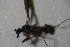  ( - DIP 04475)  @13 [ ] CreativeCommons - Attribution Non-Commercial Share-Alike (2015) Unspecified SNSB, Zoologische Staatssammlung Muenchen