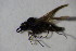  ( - DIP 04530)  @12 [ ] CreativeCommons - Attribution Non-Commercial Share-Alike (2015) Unspecified SNSB, Zoologische Staatssammlung Muenchen