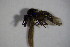  ( - DIP 04535)  @13 [ ] CreativeCommons - Attribution Non-Commercial Share-Alike (2015) Unspecified SNSB, Zoologische Staatssammlung Muenchen