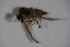  ( - DIP 04540)  @12 [ ] CreativeCommons - Attribution Non-Commercial Share-Alike (2015) Unspecified SNSB, Zoologische Staatssammlung Muenchen