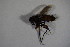  (Catharosia aff. pygmaea - DIP 04830)  @12 [ ] CreativeCommons - Attribution Non-Commercial Share-Alike (2015) Unspecified SNSB, Zoologische Staatssammlung Muenchen