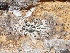  (Heteroscodra - GBOL03683)  @11 [ ] CreativeCommons - Attribution Non-Commercial Share-Alike (2015) Unspecified SNSB, Zoologische Staatssammlung Muenchen
